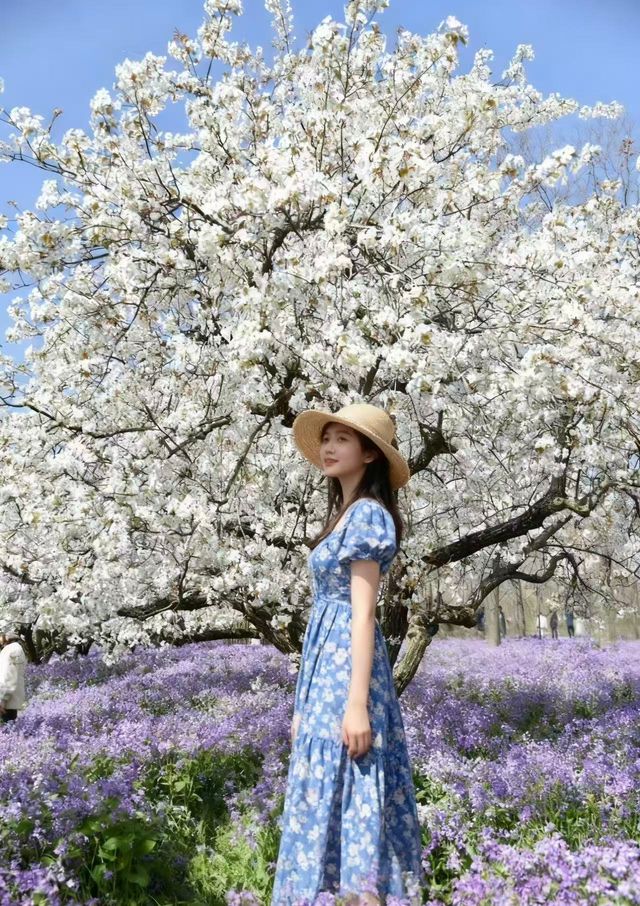 梨蘭同放宿遷三台山の春日限定花海美哭我了！