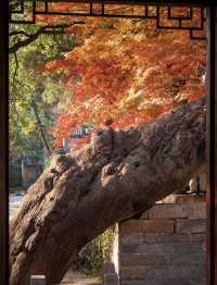 帶父母崂山賞秋輕鬆攻略：慢品山海秋韻