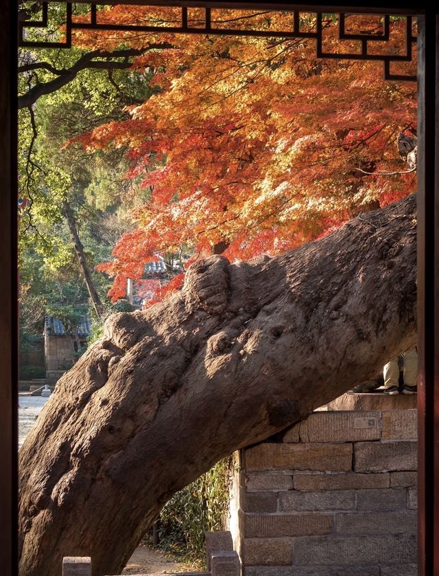 帶父母崂山賞秋輕鬆攻略：慢品山海秋韻