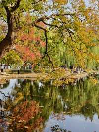 南京莫愁湖已美成油畫了