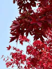 邯鄲紅葉景點推薦｜紅葉漫行必看5大秘境隨手拍大片！