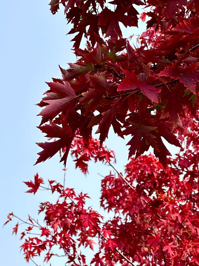 邯鄲紅葉景點推薦｜紅葉漫行必看5大秘境隨手拍大片！