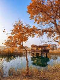 金色童話胡楊林秘境