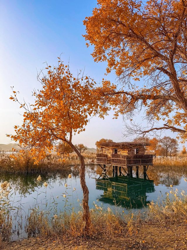 金色童話胡楊林秘境 金色童話胡楊林秘境