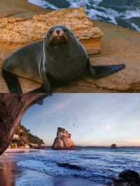 純淨星球終極體驗