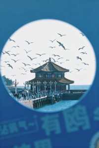 青島|人人喜愛的海鷗又回來啦餵海鷗真好玩