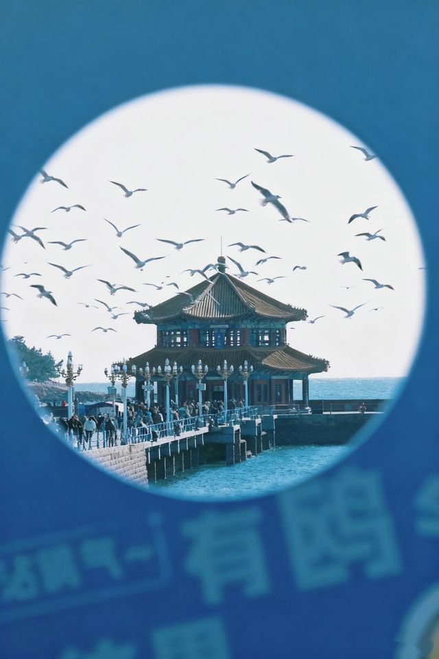 青島|人人喜愛的海鷗又回來啦餵海鷗真好玩