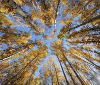 晨光鍍雪白樺林，亞布力晨韻醉初心