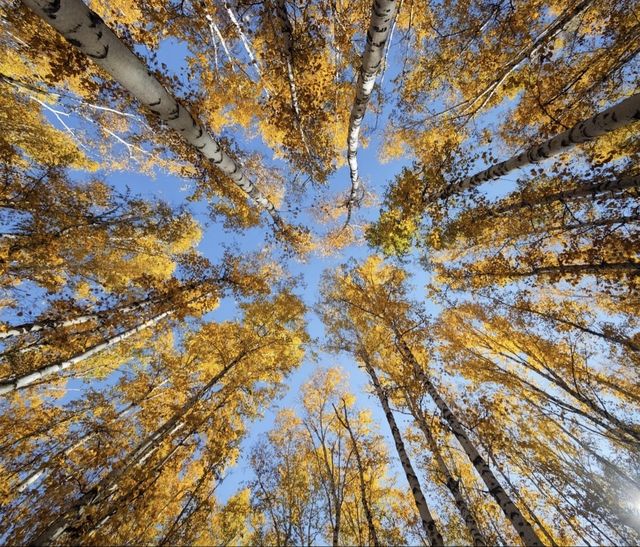 晨光鍍雪白樺林，亞布力晨韻醉初心