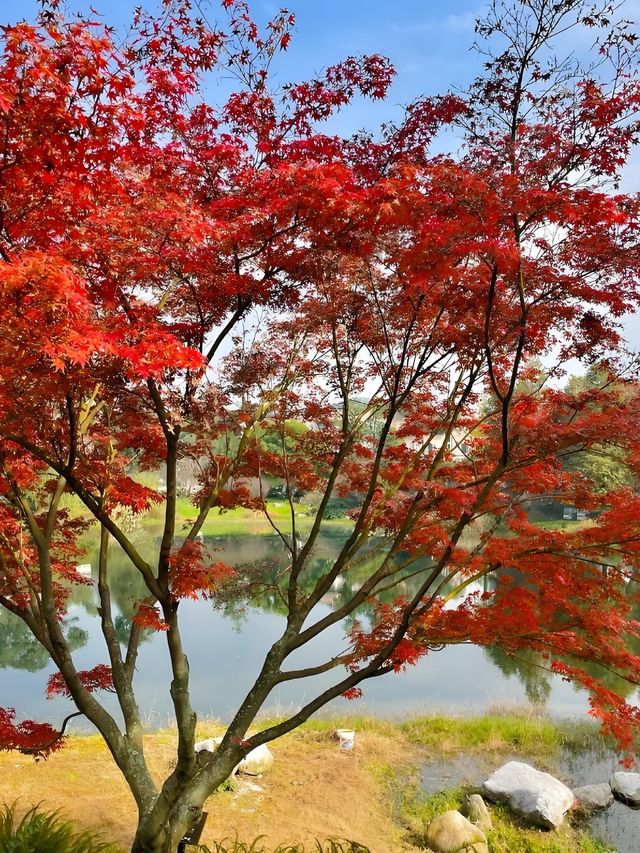 成都浣花溪這是什麼神仙賞楓秘境! 成都浣花溪這是什麼神仙賞楓秘境!
