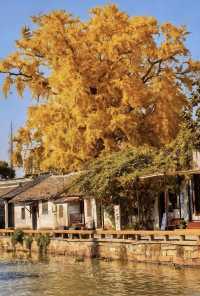 禪意江南必去打卡地