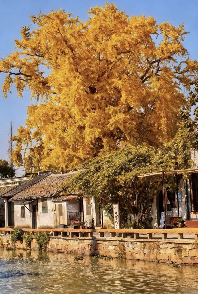 禪意江南必去打卡地 禪意江南必去打卡地