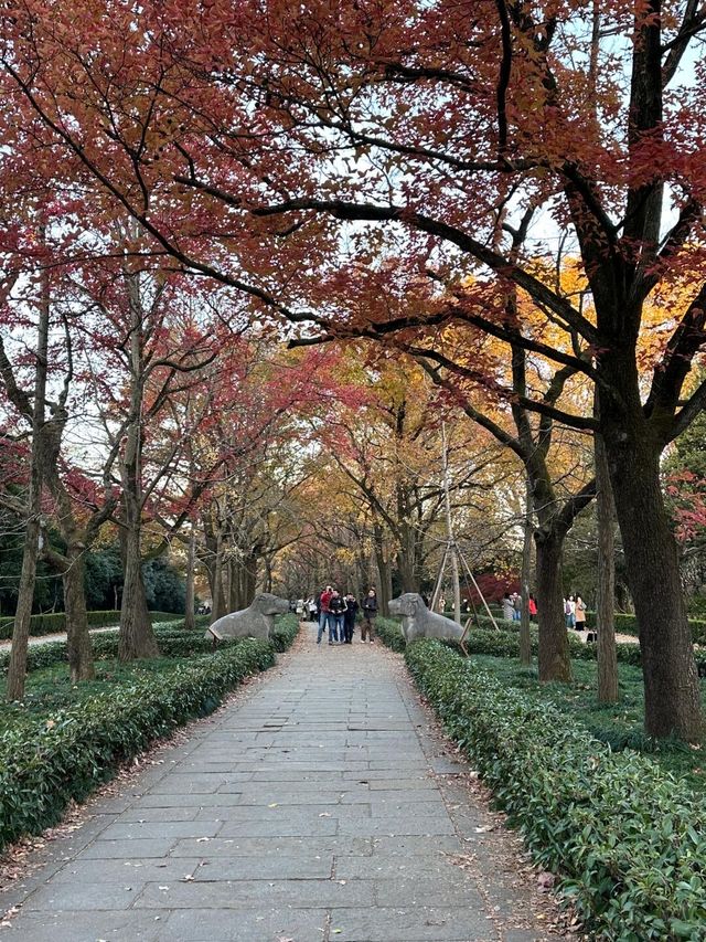 南京真的不顧人死活落羽杉比梧桐還要美