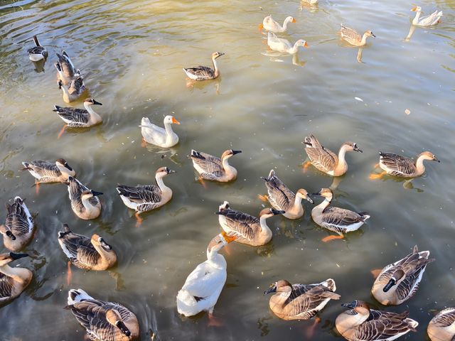 南京動物們的伊甸園——紫清湖野生動物世界