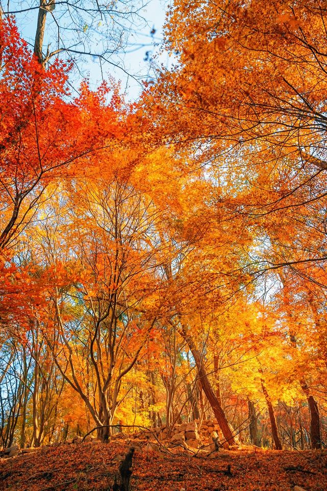 賞楓必去小眾秘境