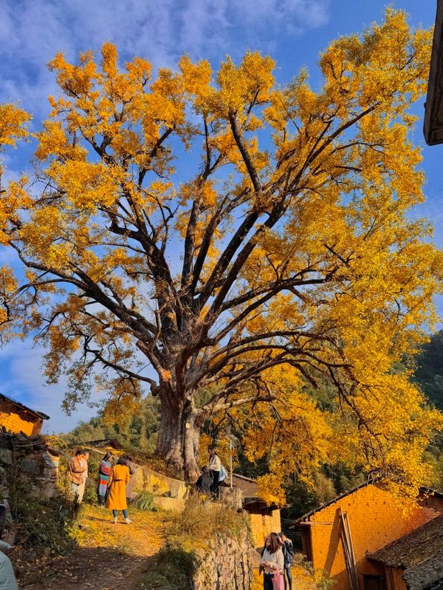 咸寧程家壟千年銀杏原來自帶中國風濾鏡！絕了！
