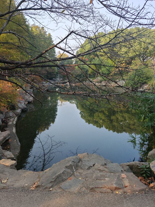 魔都植物園必看攻略櫻花季省時省力玩法