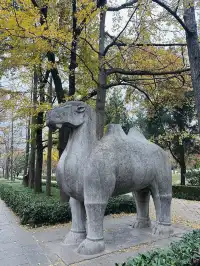 鐘山景區一日遊攻略 反方向路線避開人流