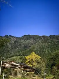 南惹千年銀杏樹已進入最佳觀賞期古村+古樹