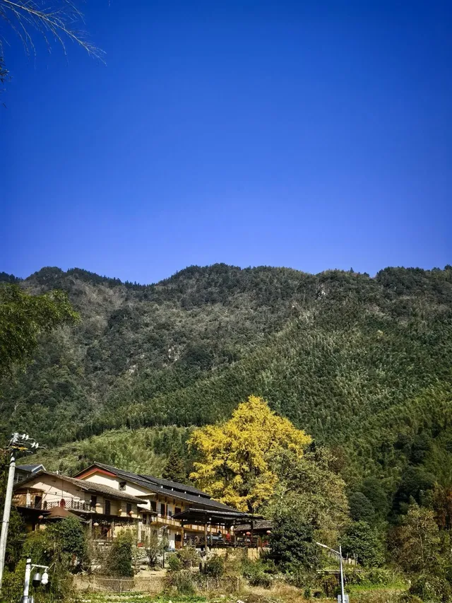 南惹千年銀杏樹已進入最佳觀賞期古村+古樹 南惹千年銀杏樹已進入最佳觀賞期古村+古樹