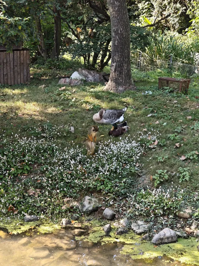 上海野生動物園的快樂 上海野生動物園的快樂
