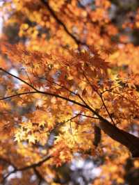 莫干山賞楓攻略不早起錯過整個秋天!