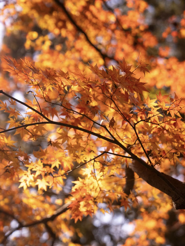 莫干山賞楓攻略不早起錯過整個秋天! 莫干山賞楓攻略不早起錯過整個秋天!