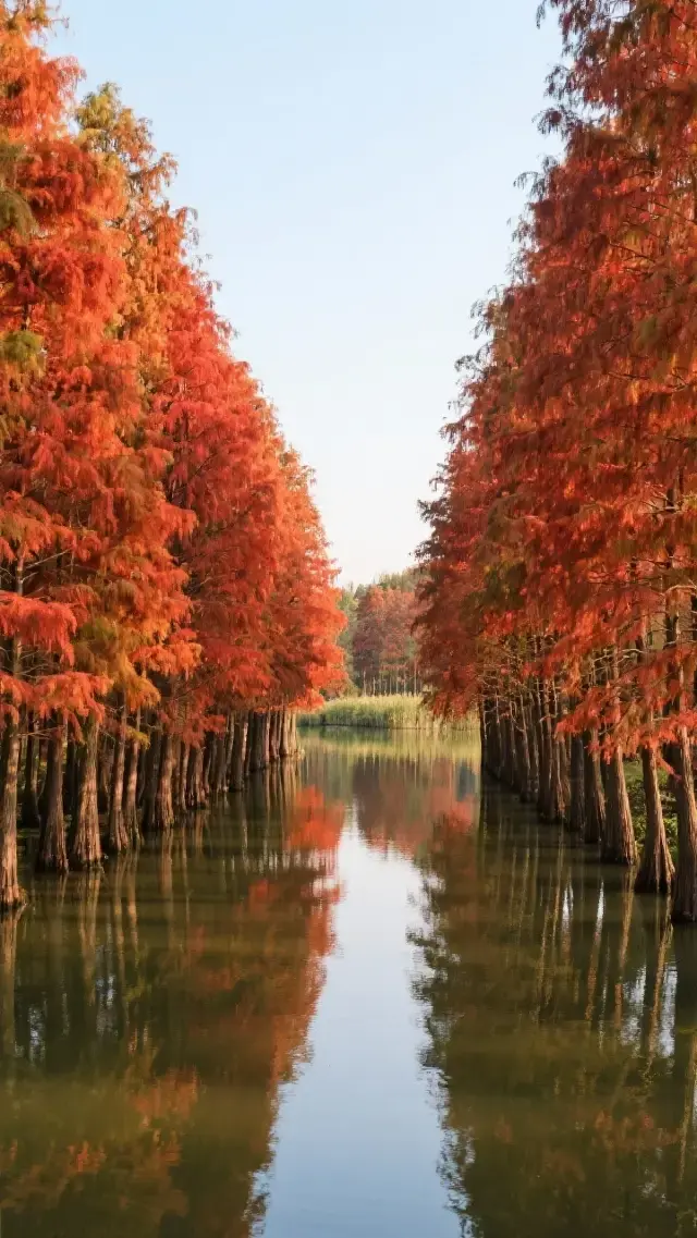 秋日水杉秘境巡禮__上海紅葉季