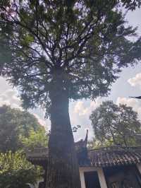 12月份來魔都避坑指南