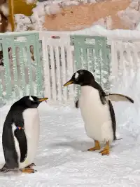 不用去北歐！惠州就能撸真企鵝+冰雪滑梯！