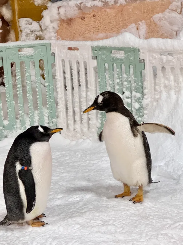 不用去北歐！惠州就能撸真企鵝+冰雪滑梯！