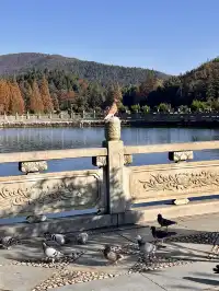 南昌周邊|九江雲居山的千年銀杏 滿樹金黃