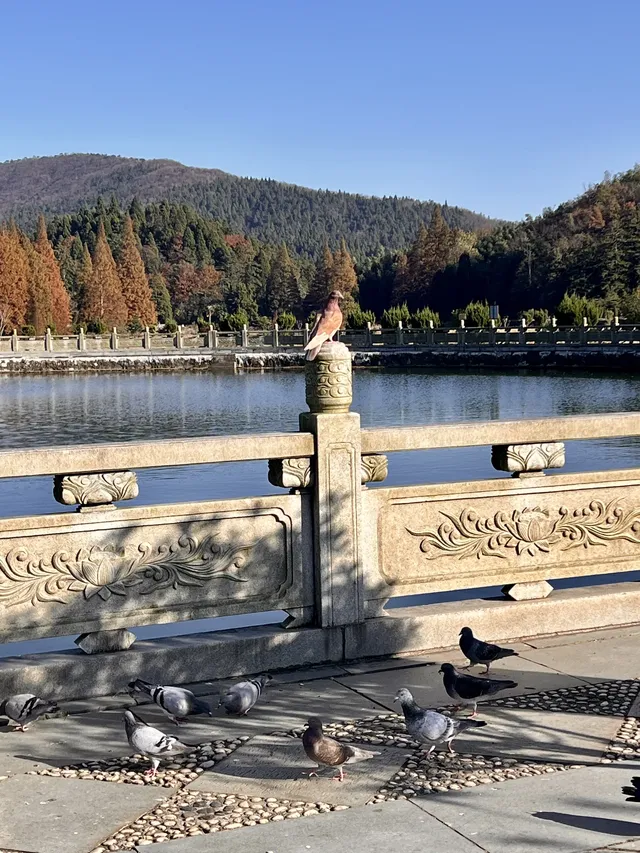 南昌周邊|九江雲居山的千年銀杏 滿樹金黃 南昌周邊|九江雲居山的千年銀杏 滿樹金黃