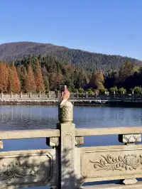 南昌周邊|九江雲居山的千年銀杏 滿樹金黃