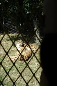 |重慶  樂山出發體驗感拉滿的一個動物園