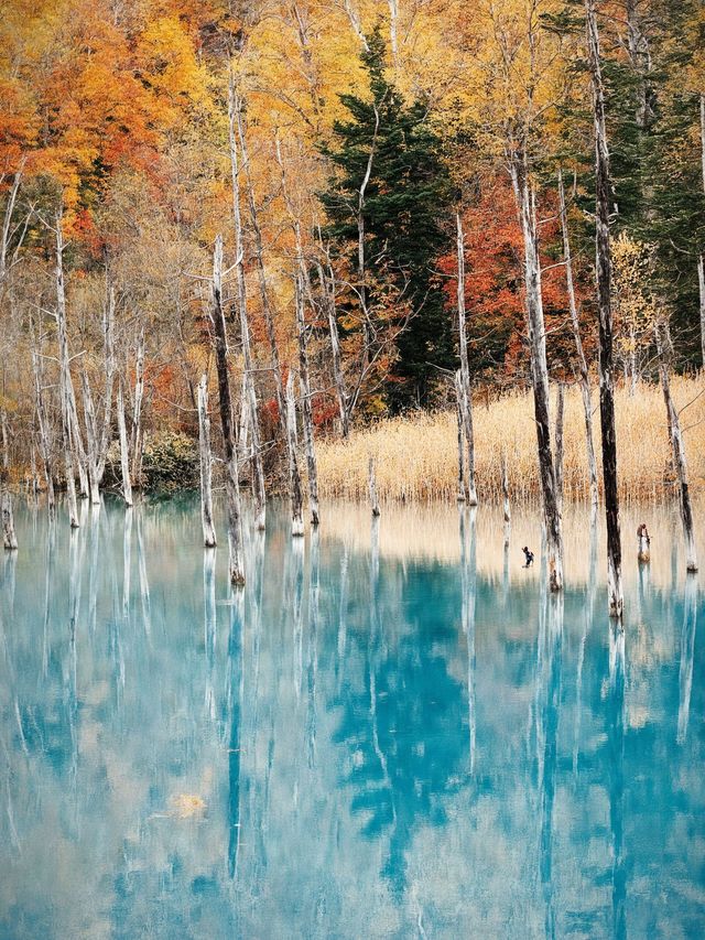 日本6日深度遊不看後悔攻略來啦