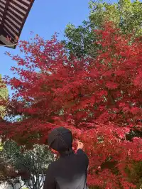 美得不像在莆田!朋友圈都在問的超絕秋景