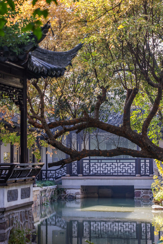 初冬念想｜在翁家花園邂逅一場銀杏雨下的時光靜止