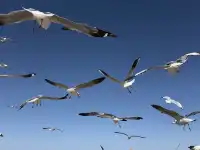 大西北你真的有點厲害!青海湖隨手拍都美!