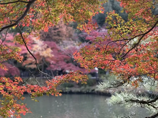 名古屋的秋東山 犬山 真的很好拍~ 名古屋的秋東山 犬山 真的很好拍~