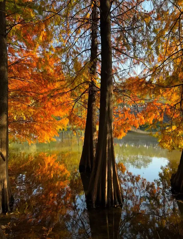 南京賞秋拍照路線旅遊攻略