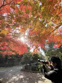 名古屋紅葉 東山植物園2025.11.27
