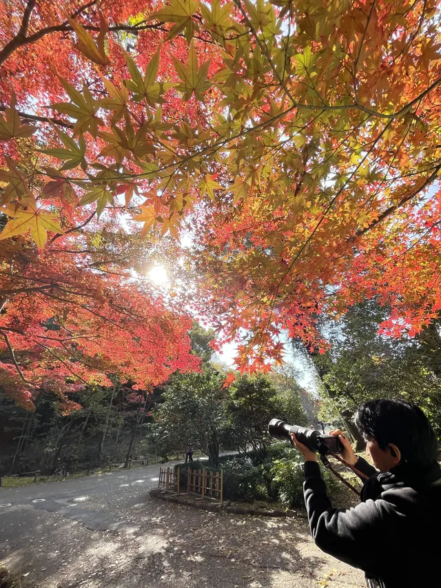 名古屋紅葉 東山植物園2025.11.27 名古屋紅葉 東山植物園2025.11.27
