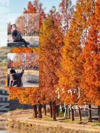 西安周邊藏著童話紅杉林隨手一拍直接封神