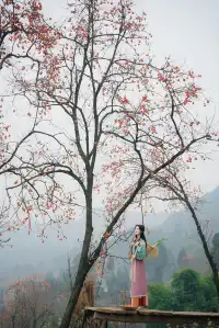 誰還沒去大貴州拍柿子？朋友問了10000次