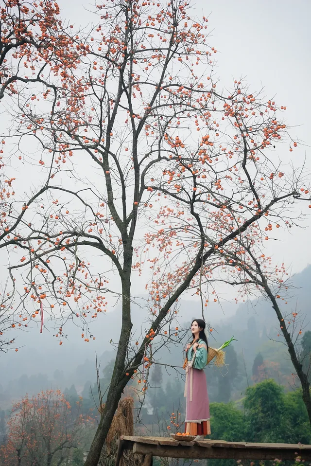 誰還沒去大貴州拍柿子？朋友問了10000次