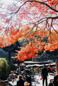 亭林公園楓葉紅透啦