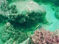 Australia’s Underwater Wonders: Top Spots for Snorkeling