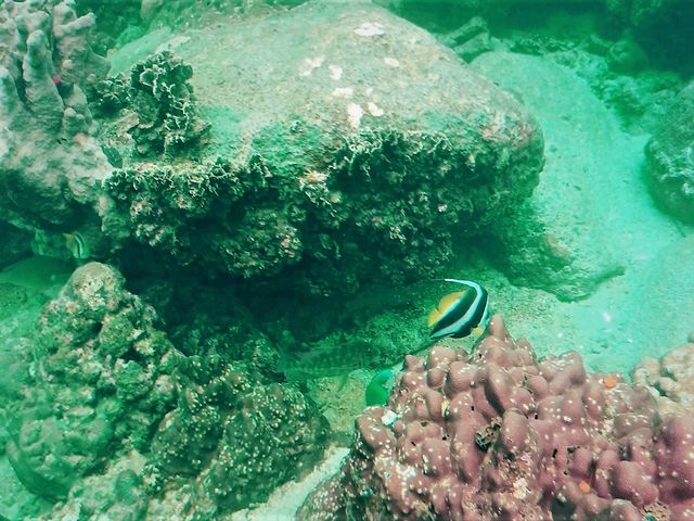 Australia’s Underwater Wonders: Top Spots for Snorkeling