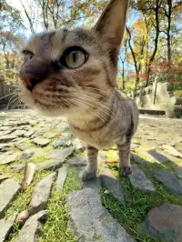 人你好,我是靈谷寺的咪,來看看我和秋天嗎